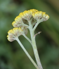Helichrysum odoratissimum, photograph (c) Tony Rebelo, some rights reserved (CC BY-SA)