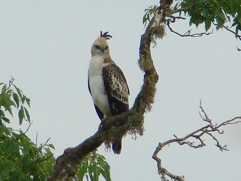 鳳頭鷹鵰(Nisaetus cirrhatus) · 愛自然-臺灣(iNaturalist Taiwan)