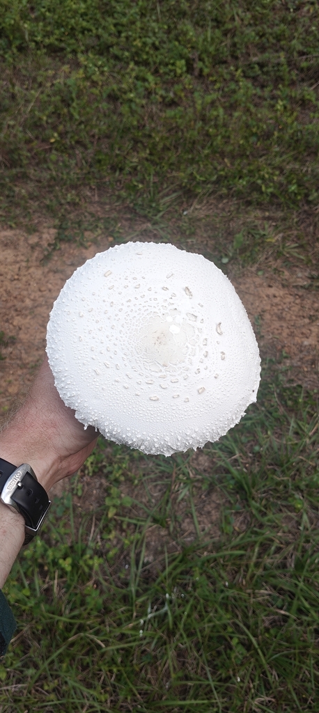 Macrolepiota dolichaula · May 2026 · photo: © maxtweddell (iNaturalist, cc0)