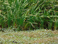 Chrysomus icterocephalus