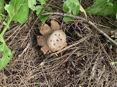 Myriostoma australianum