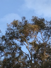 Polytelis swainsonii