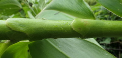 Costus beckii