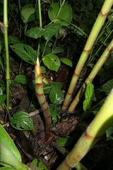 Costus beckii