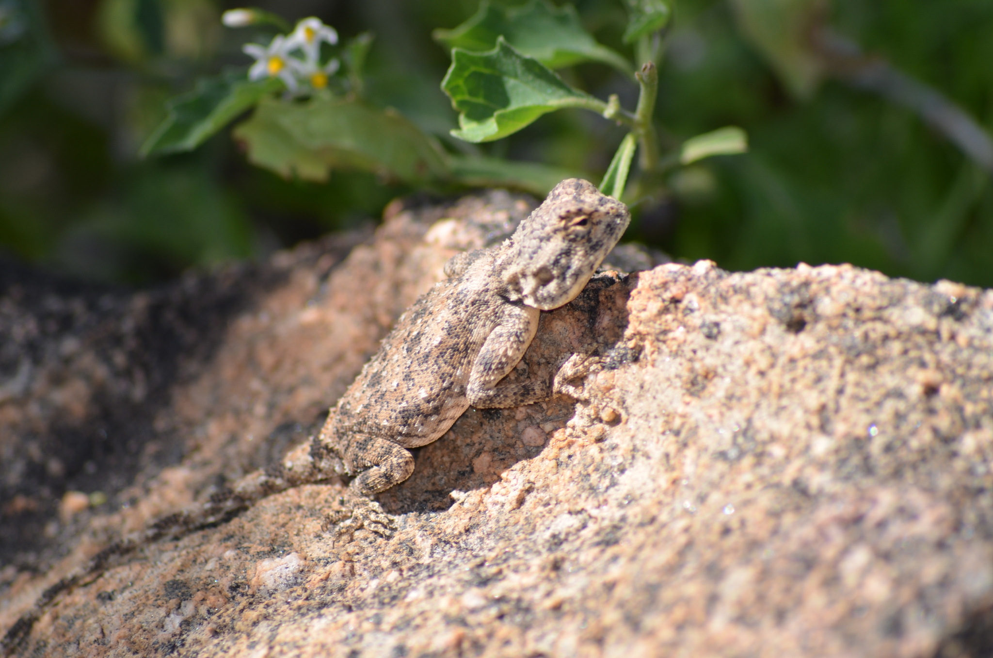 Agama anchietae Bocage, 1896