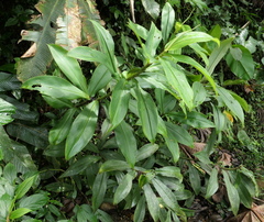 Costus beckii