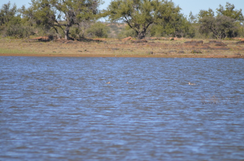 iNaturalist image