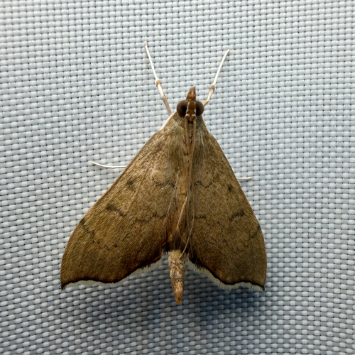 Falcate Sericoplaga photo 3