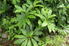Costus beckii