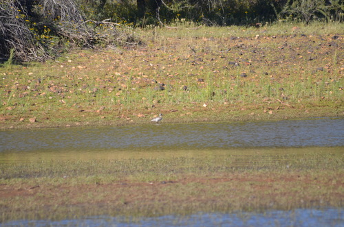 iNaturalist image