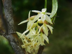 Epidendrum mixtum