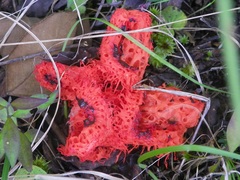 Clathrus cristatus
