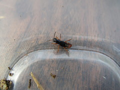 Dinothenarus saphyrinus