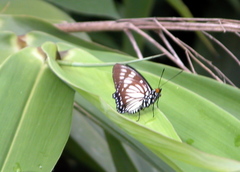 Euripus nyctelius
