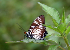 Euripus nyctelius