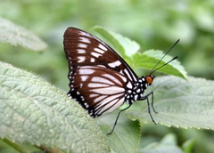 Euripus nyctelius
