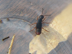 Dinothenarus saphyrinus