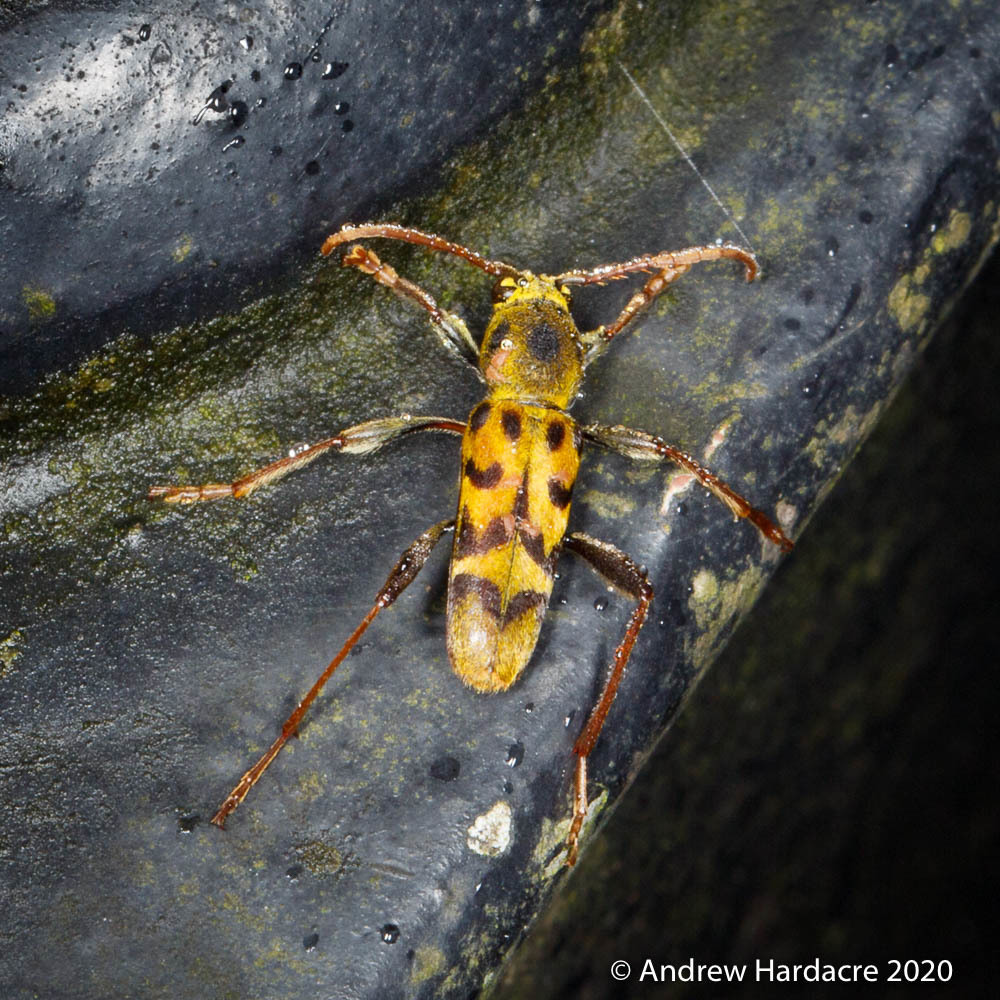 Xylotrechus savioi