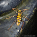 Xylotrechus savioi - Photo (c) 57Andrew, some rights reserved (CC BY-NC-ND), uploaded by 57Andrew