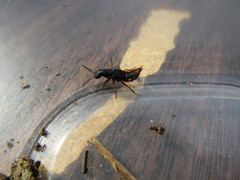 Dinothenarus saphyrinus