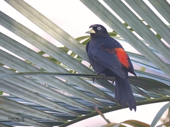 Scarlet-Rumped Cacique photo 2