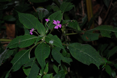 Impatiens eberhardtii