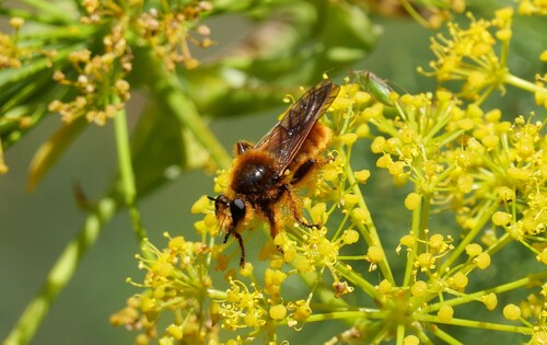 Bumblebee robberfly photo 3