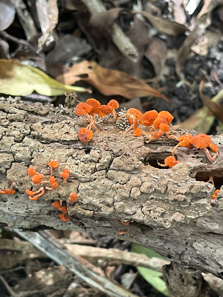 Favolaschia claudopus · May 2026 · photo: © mcstanley (iNaturalist, cc0)