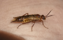 Xyelidae