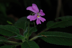 Impatiens eberhardtii