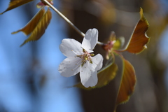 Cerasus