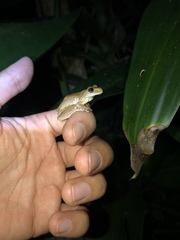 Ptychohyla hypomykter