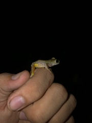 Ptychohyla hypomykter