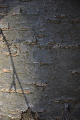 Cerasus