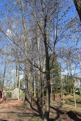 Cerasus