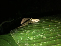 Ptychohyla hypomykter