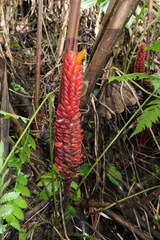 Costus beckii
