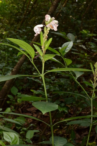 Phlogacanthus turgidus observed 2026-05-06