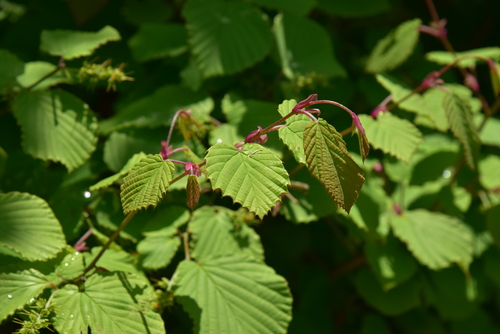 Corylopsis pauciflora observed 2026-05-02