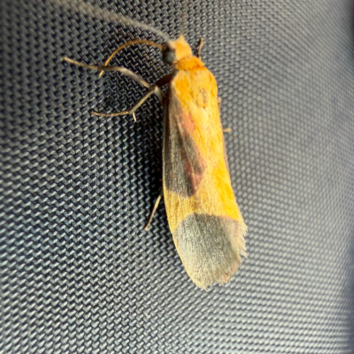 Pictured Lichen Moth photo 5