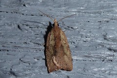 Planotortrix notophaea