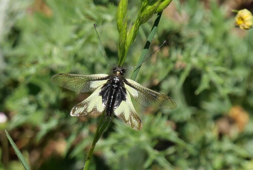 Owly sulphur