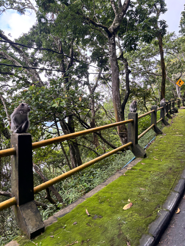 Long-tailed Macaque