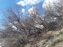 Quercus × pauciloba