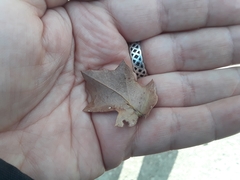 Quercus × pauciloba