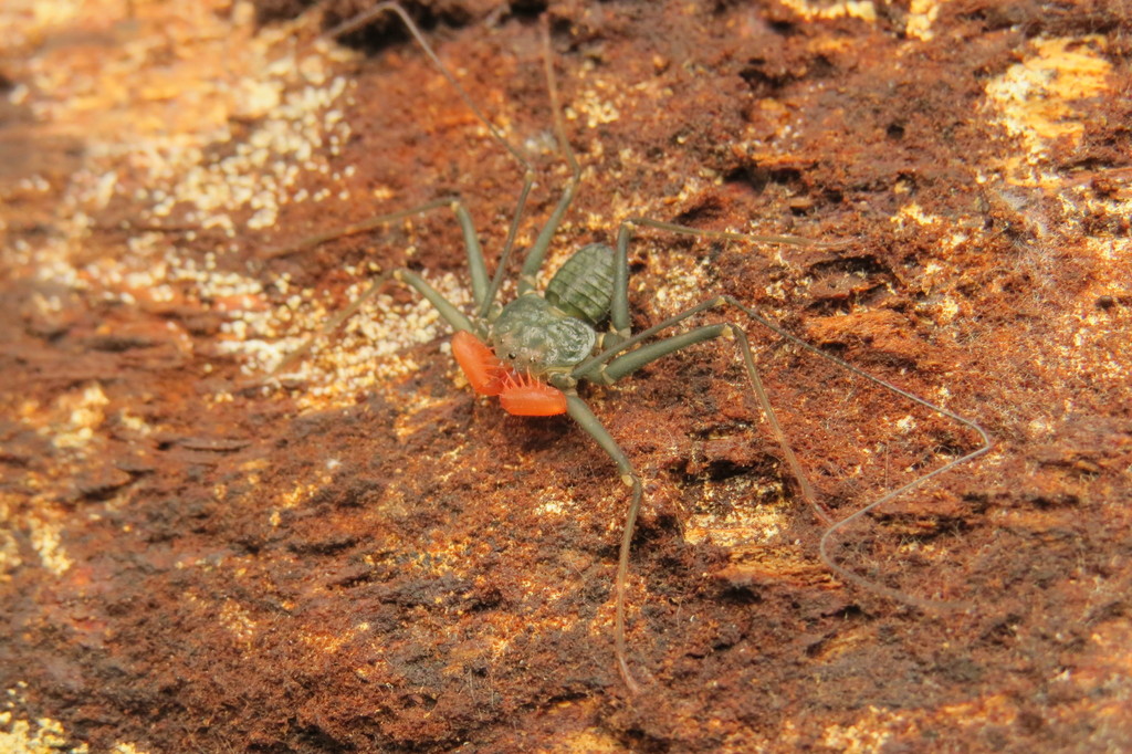 Phrynus similis
