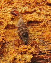 Centruroides gracilis