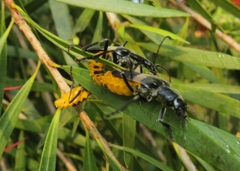 Chauliognathus tripartitus