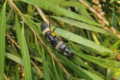 Chauliognathus tripartitus