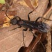 Priocnemis nigripes - Photo 由 skitterbug 所上傳的 (c) skitterbug，保留部份權利CC BY